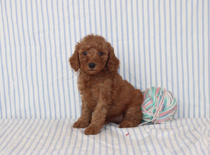 puppy, for, sale, Mini F1B Golden Doodle, Matthew B. Stoltzfus, dog, breeder, Gap, PA, dog-breeder, puppy-for-sale, forsale, nearby, find, puppyfind, locator, puppylocator, aca
